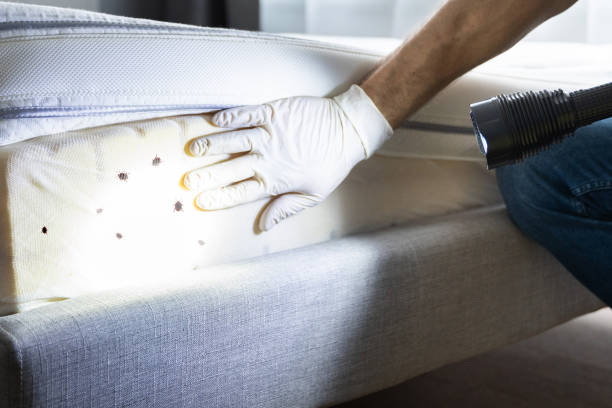Best Termite Control Services  in Sylvan Lake, MI